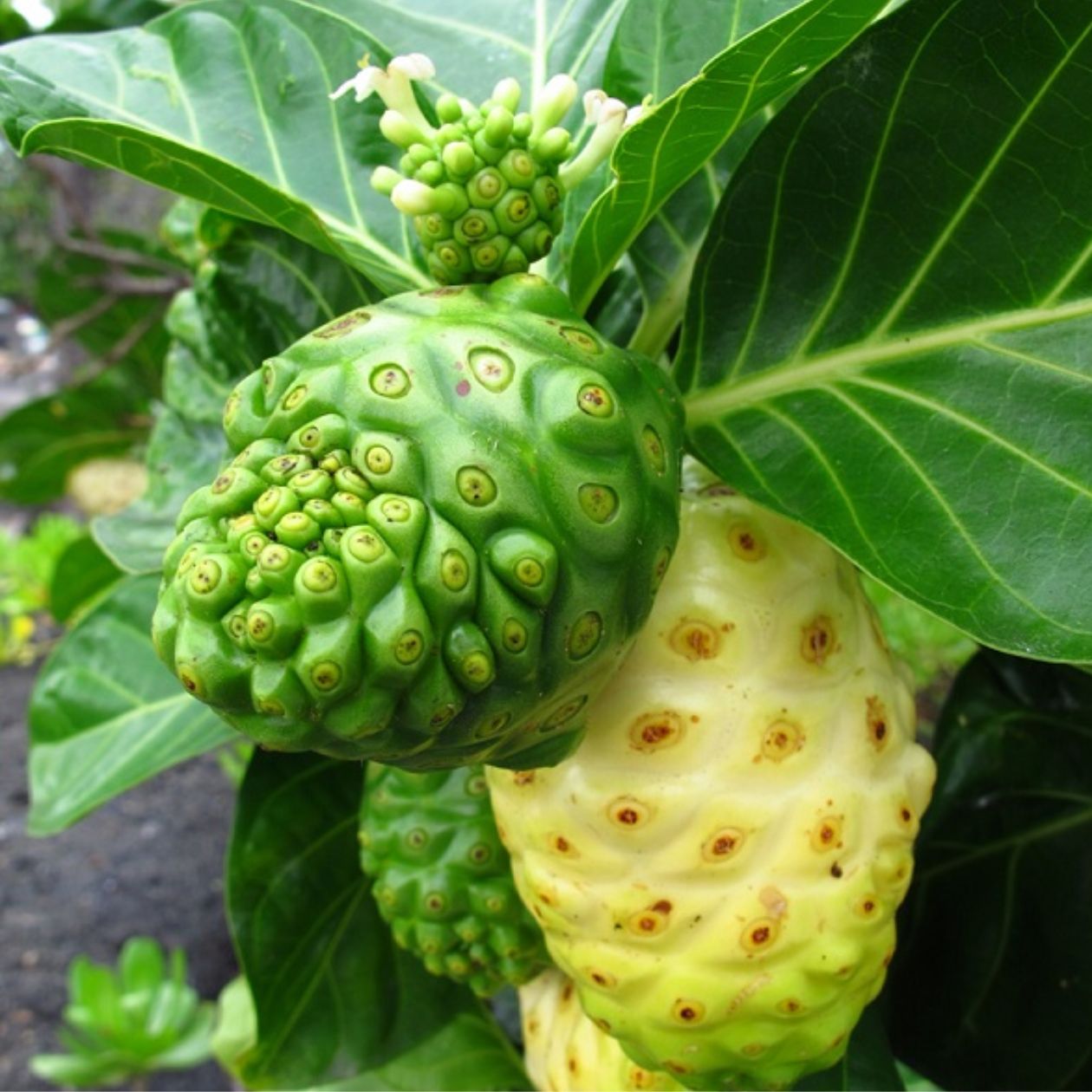 trái nhàu